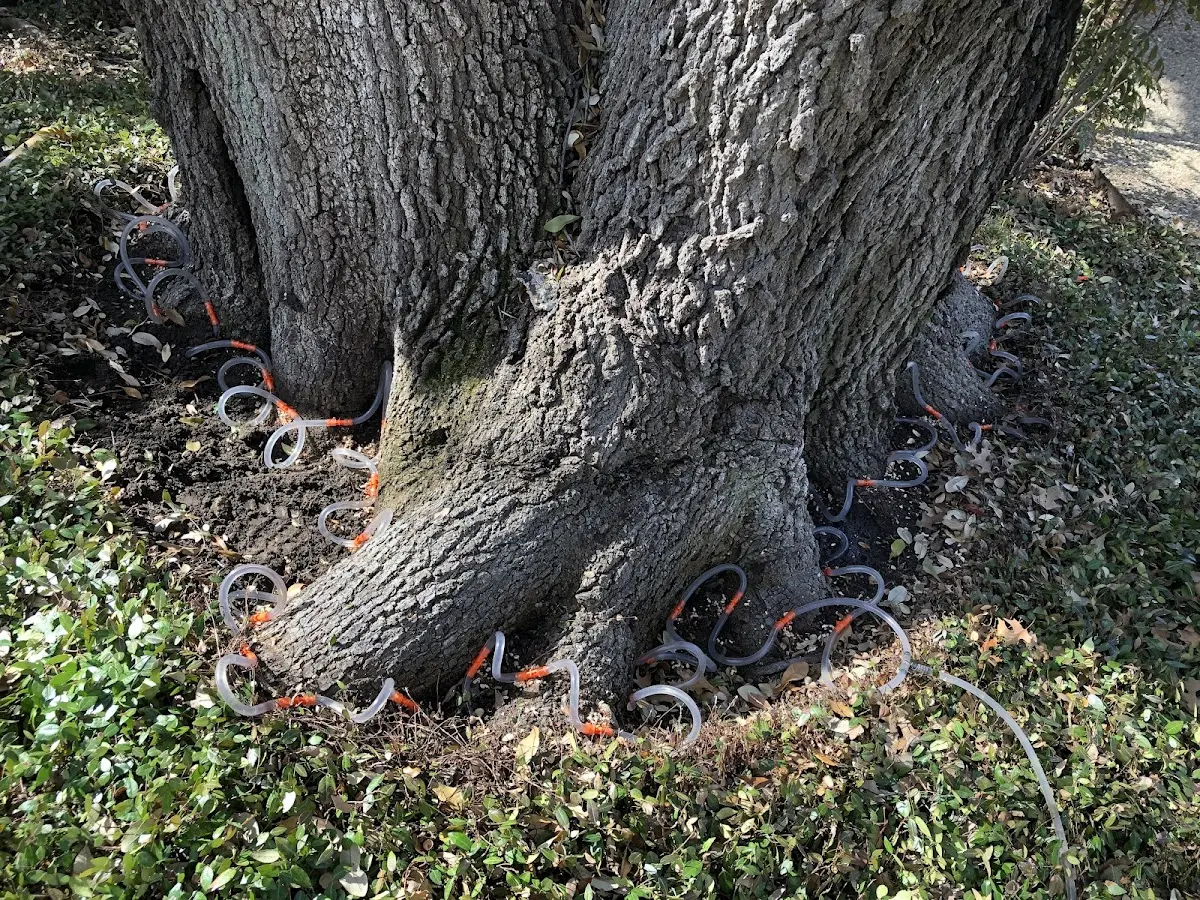 Detailed Tree Cabling and Bracing job site in Fordland