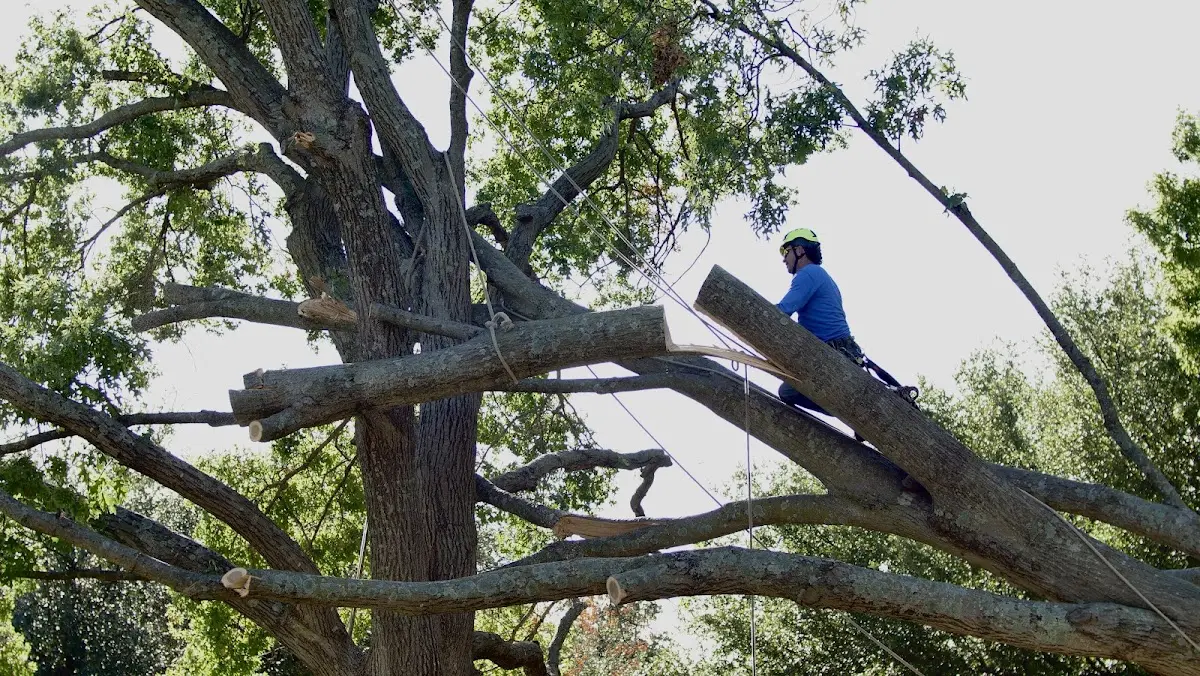 Professional Crown Thinning performed by certified arborists in Fordland
