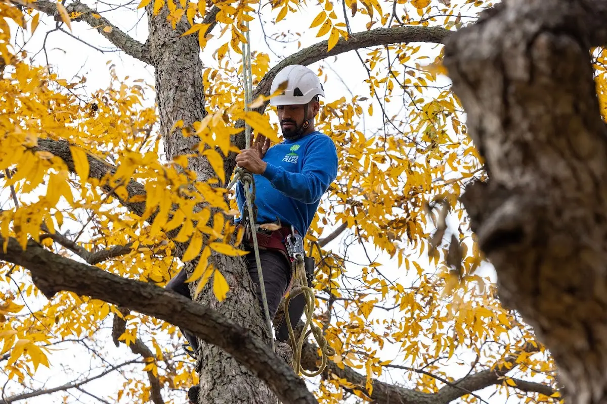 Skilled Tree Pruning crew working in Fordland