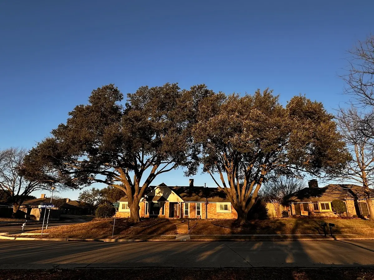 Established residential canopy tree shading a home in Fordland