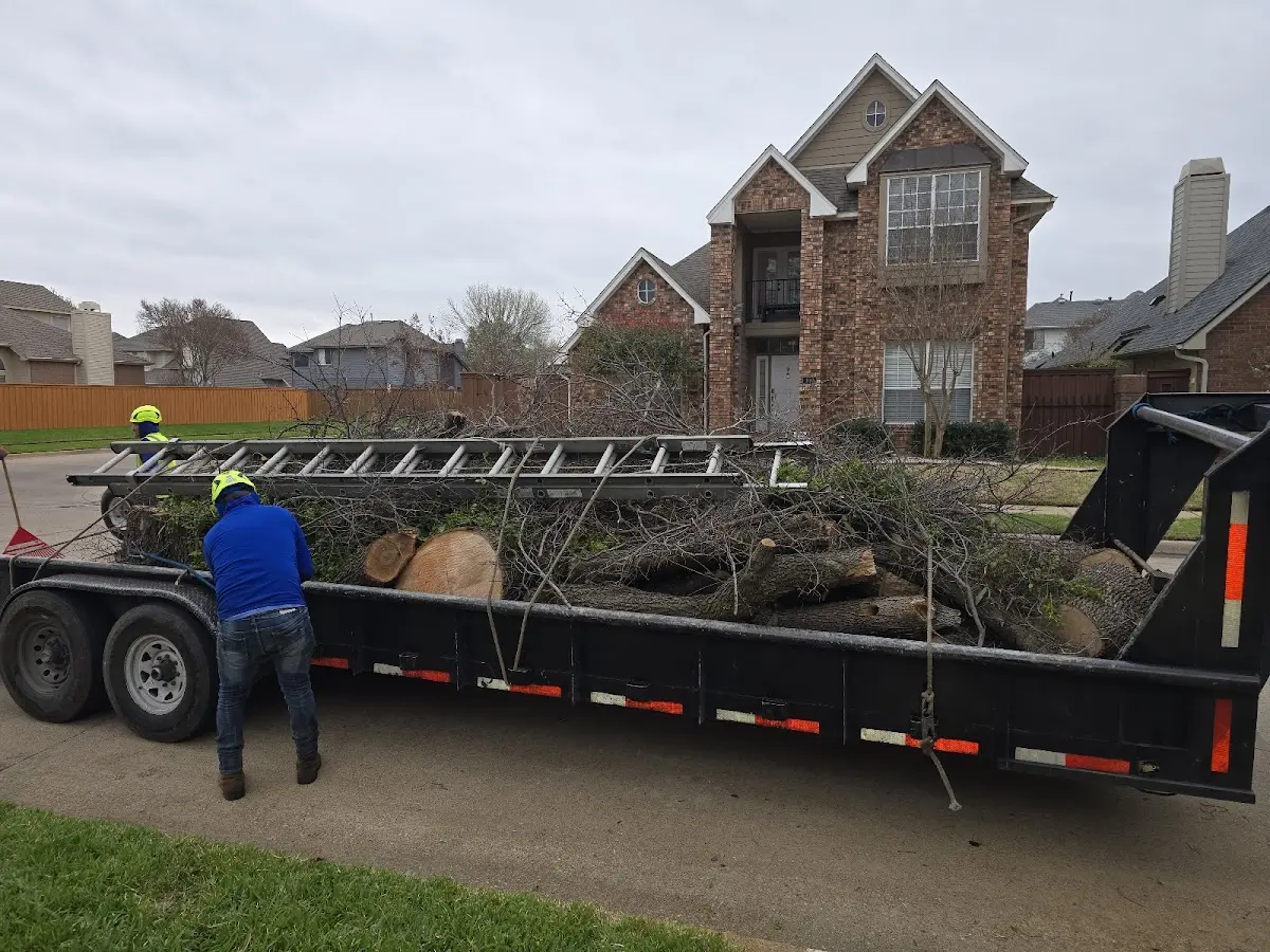 Expert Tree Removal with proper safety equipment in Fordland
